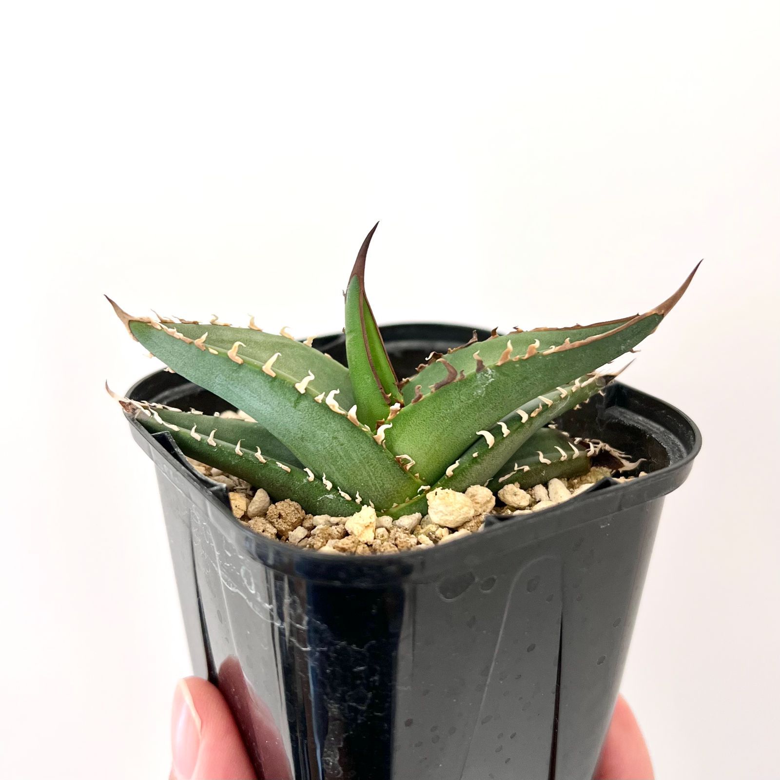 アガベ オテロイ Agave Oteroi 鉢ごと全株 植物