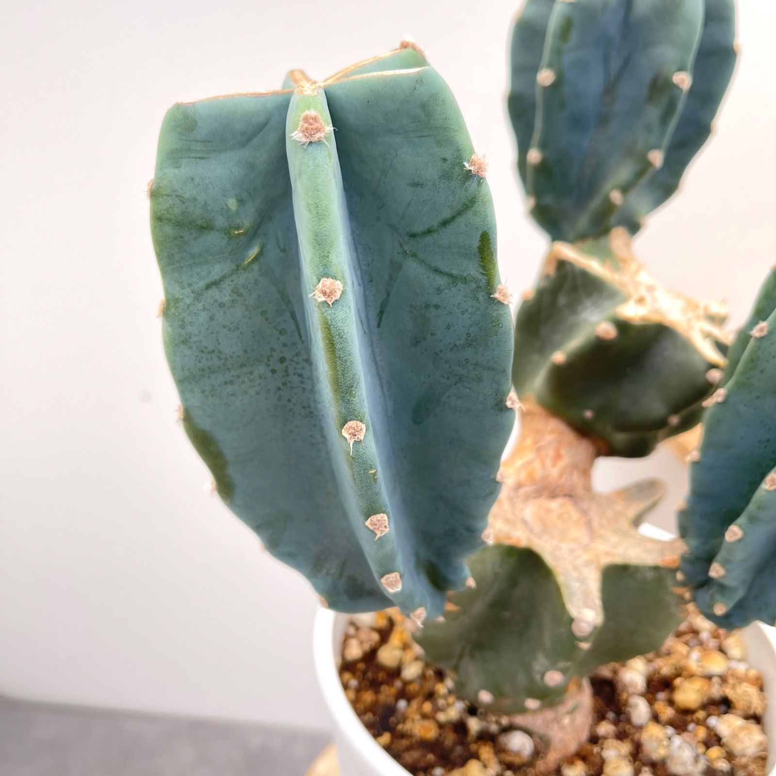 人気のクリスマスアイテムがいっぱい！ ブランチ 柱サボテン 11【現品】観葉植物 6号 ドライガーデン サボテン