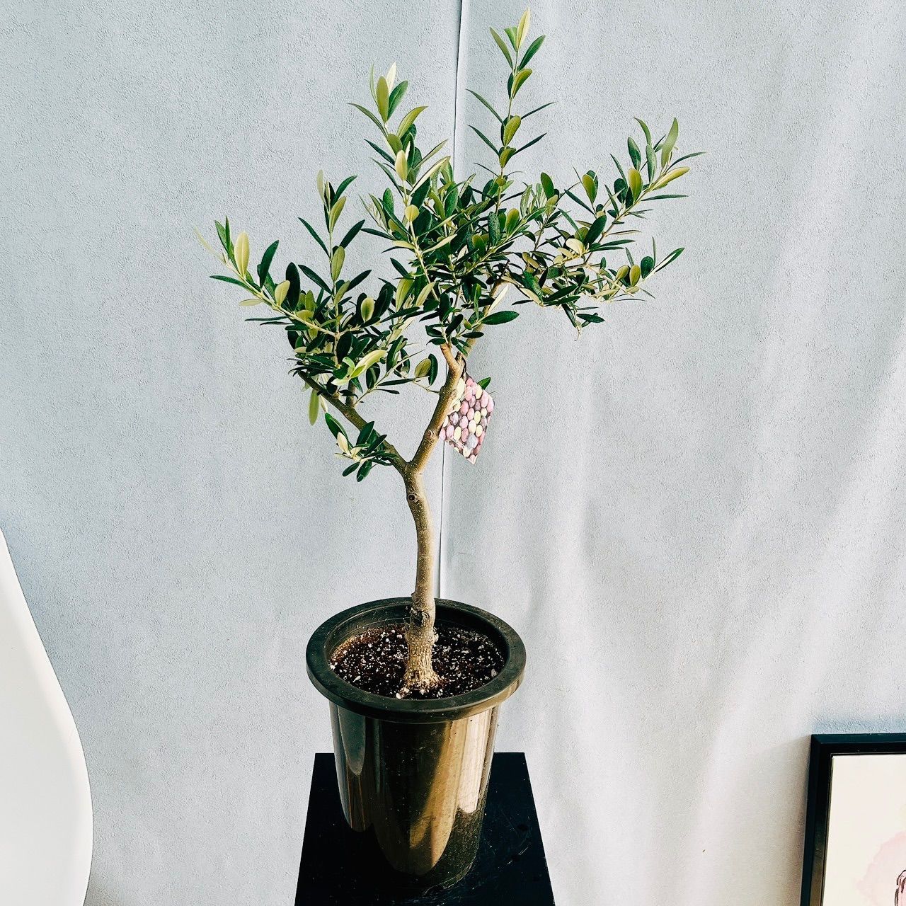 プレミア】【新品】ペンギン饅頭号ステンレスマグ 宇宙よりも遠い場所