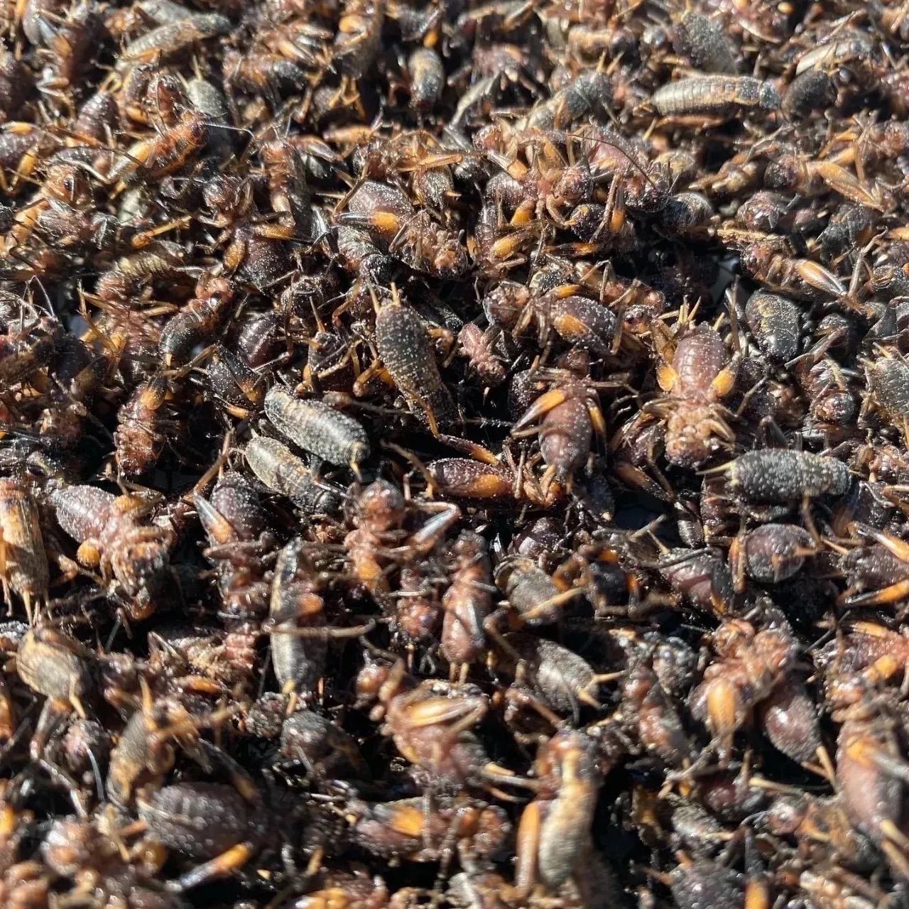 明日着く！冷凍コオロギ SS、S、M、Lサイズ110g 二星コオロギ