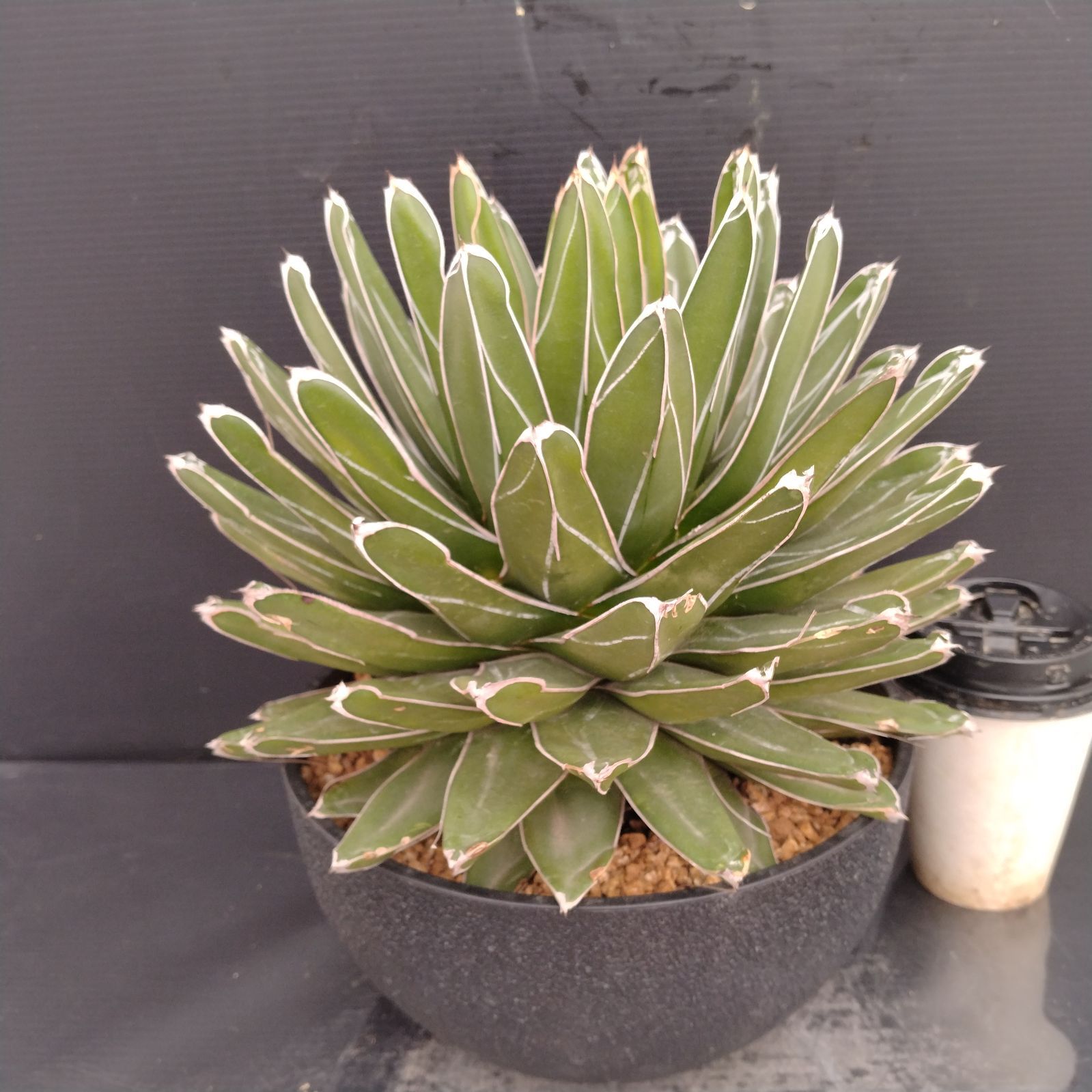 【現品】アガベ・ササノユキ（笹の雪）　7号（2）白セラアート鉢　（2） 現品】アガベ・ササノユキ（笹の雪） 7号（2）白セラアート鉢 : 花の