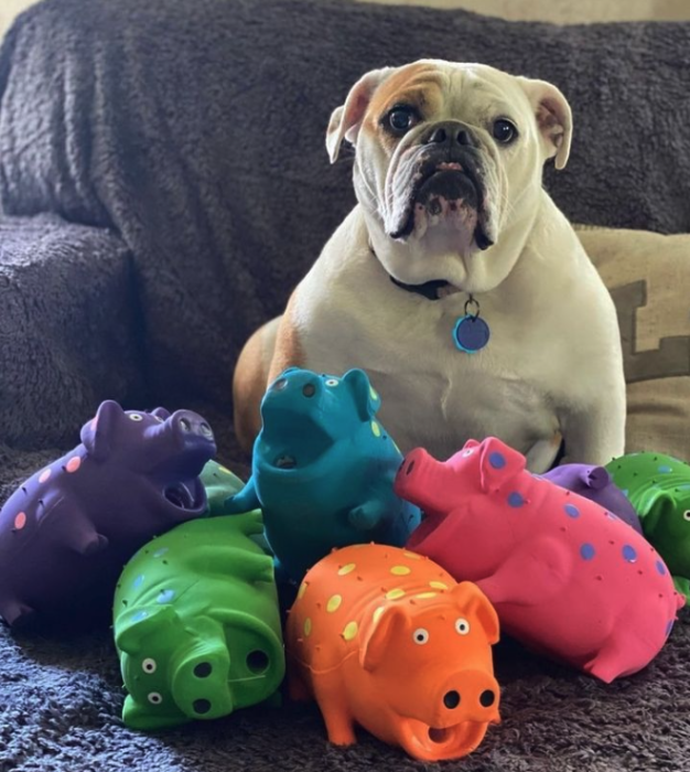 ラテックスグランティングピッグMULTIPET Grunting Pigs 9"