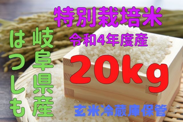 岐阜県特産はつしも白米20kg（特別栽培米）令和4年度産（農家直販