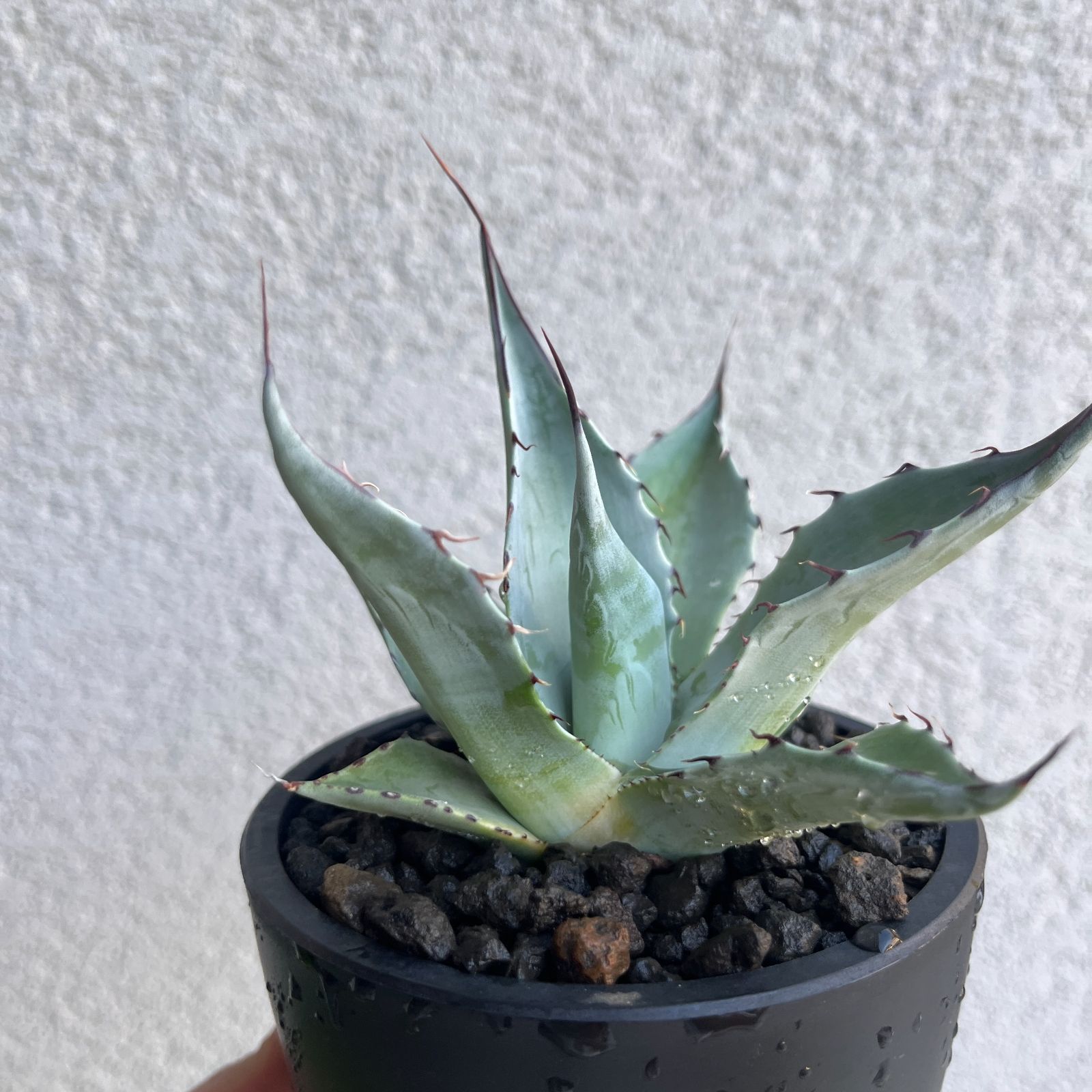 アガベ パラサナ 大株 極上 【公式通販】