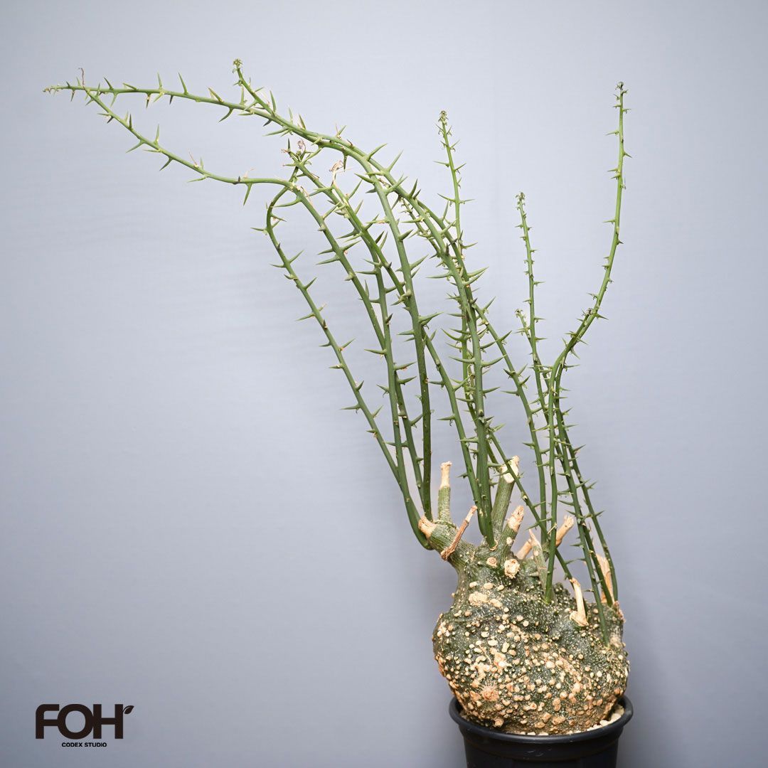 F19 アデニア グロボーサ 発根済 現地株