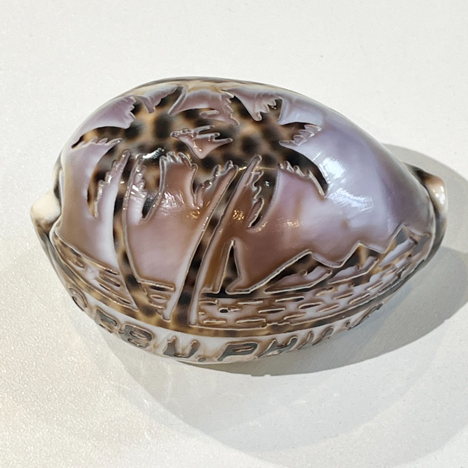 中古【貝殻彫刻】フィリピン セブ島 ホシダカラガイ お土産 [C