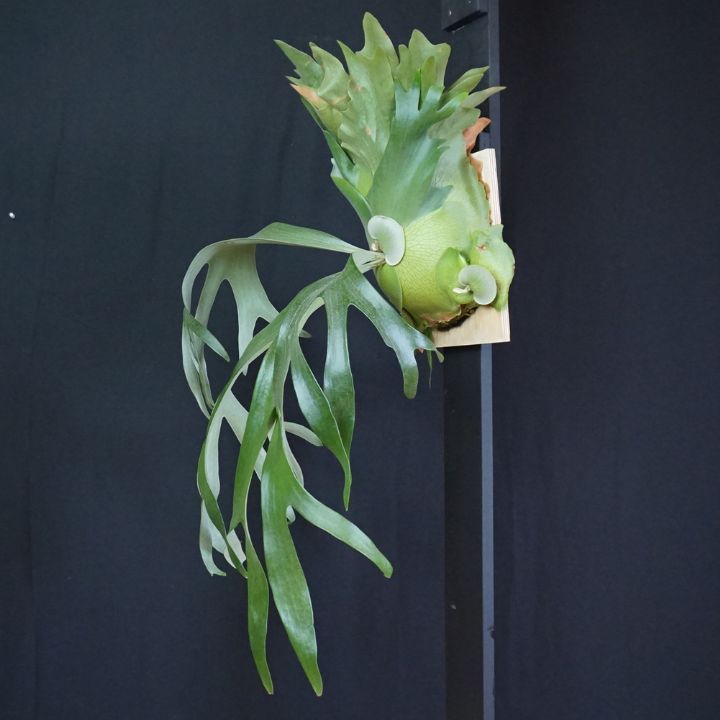 AorChao オーチャオ（スポア）◇ ビカクシダ（コウモリラン）観葉植物