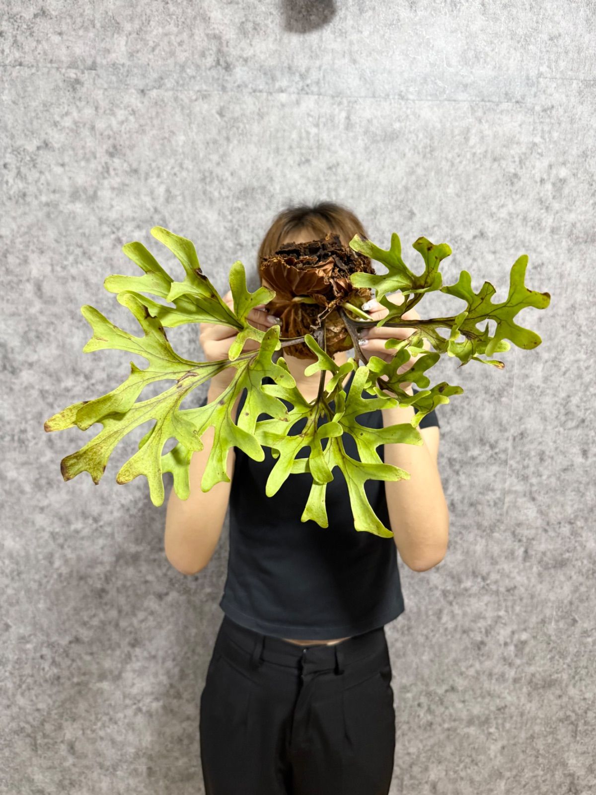 P. ridleyi Wild ビカクシダ　リドレイ　流木　ワイルド株 P. ridleyi Wild ビカクシダ リドレイ 流木 ワイルド株 【1株限定 大株