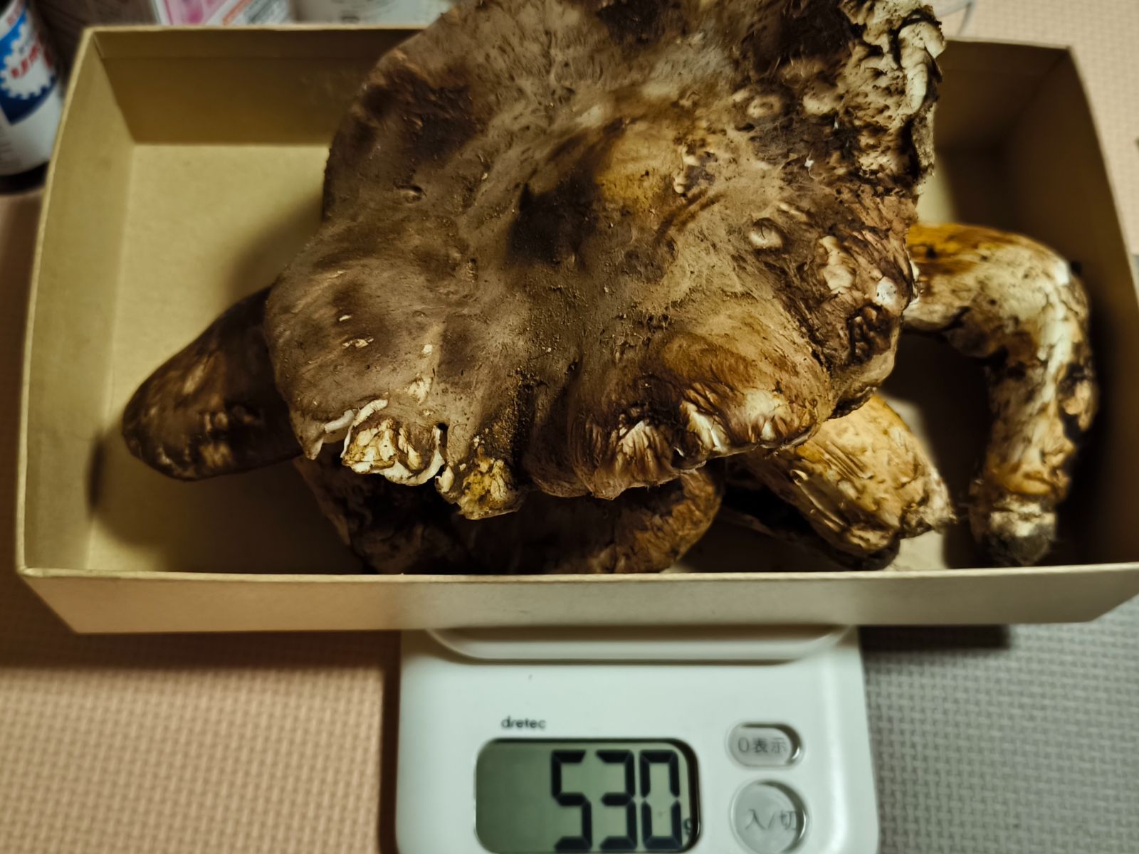 岩手県産 松茸 (田老、岩泉) 530g 19日16:30 開き 訳あり 西ちゃん