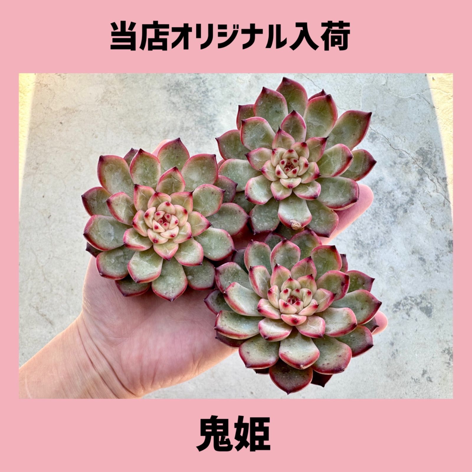 ⭐️鬼姫⭐️韓国苗・多肉植物・カット苗