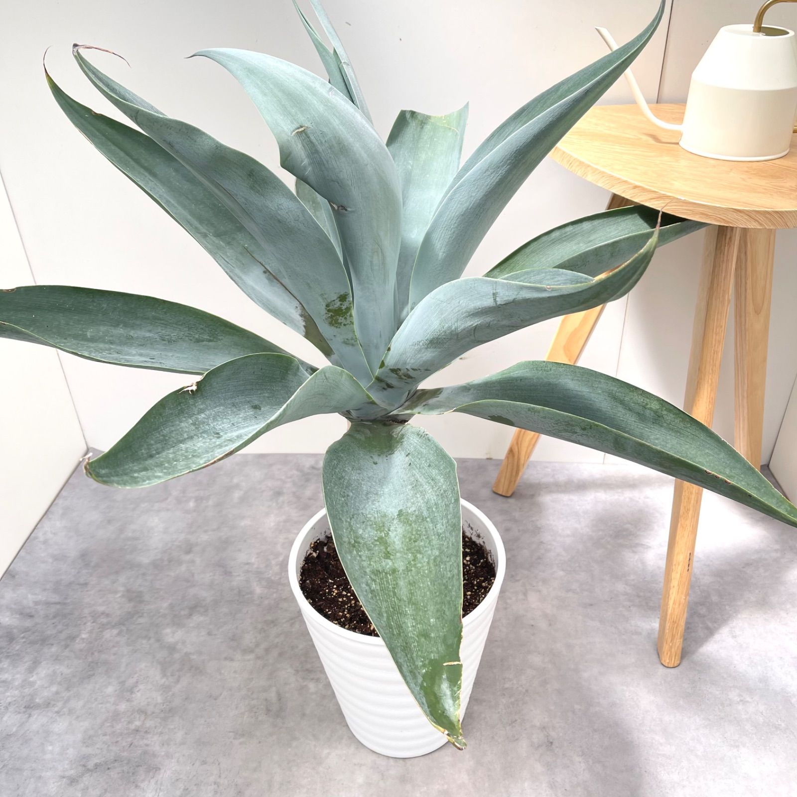 アガベ アテナータ ボーチンブルー 3【現品】☆希少☆ 観葉植物
