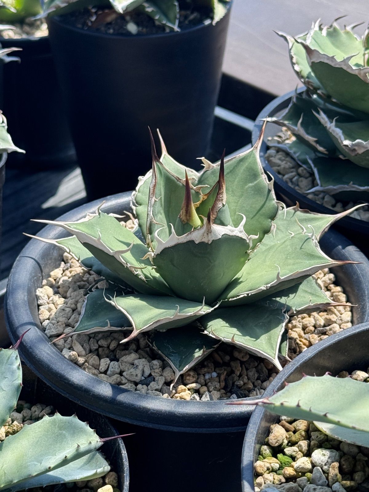 アガベ イシスメンシス ブルーエンジェル【 藍天使 】早いもの勝ち 鉢