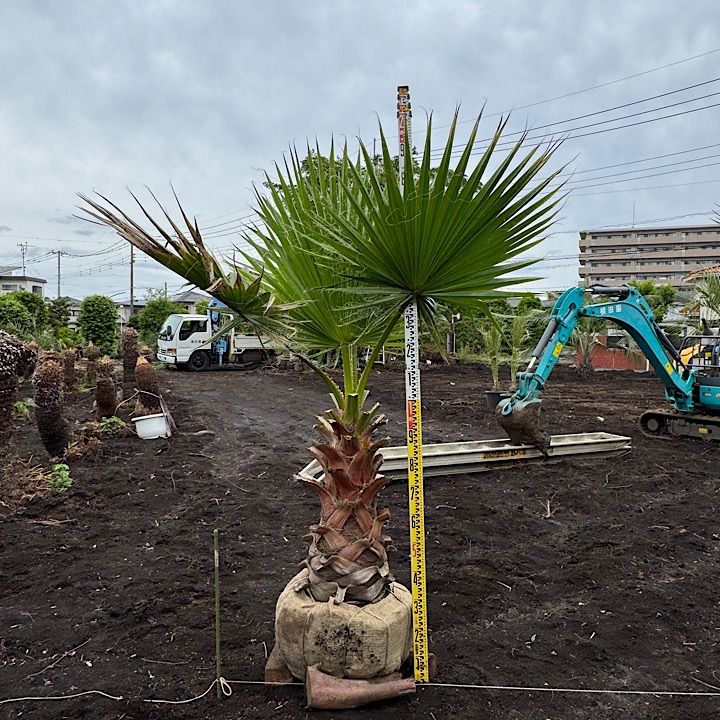 ❶ワシントンヤシ★引取限定★幹高1m50 ➀ワシントンヤシ☆引取限定☆幹高1m50