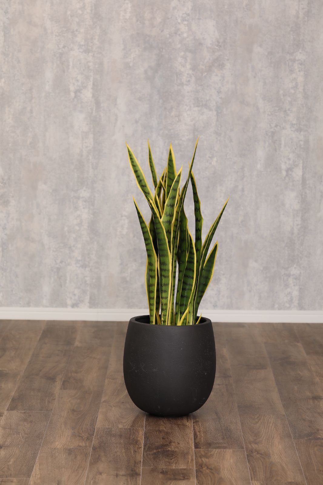 楽天市場】フィカスアルテシマ フェイクグリーンの通販 人工観葉植物