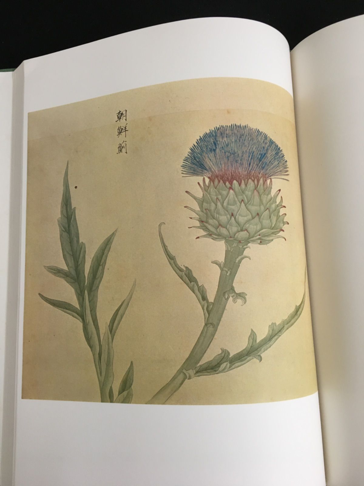 花木写眞（複製版） 近衛 楽院御画 - アート、エンターテインメント