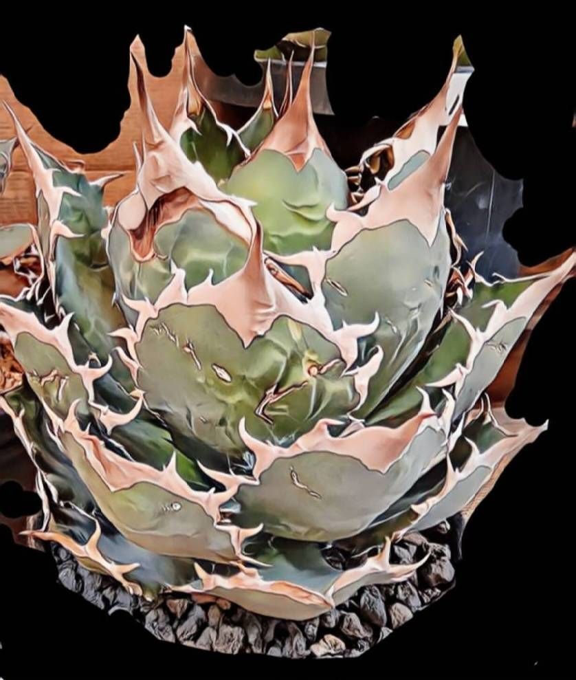 アガベ 覇王竜 SP新種 強棘 アガベ 覇王竜 SP新種 強棘