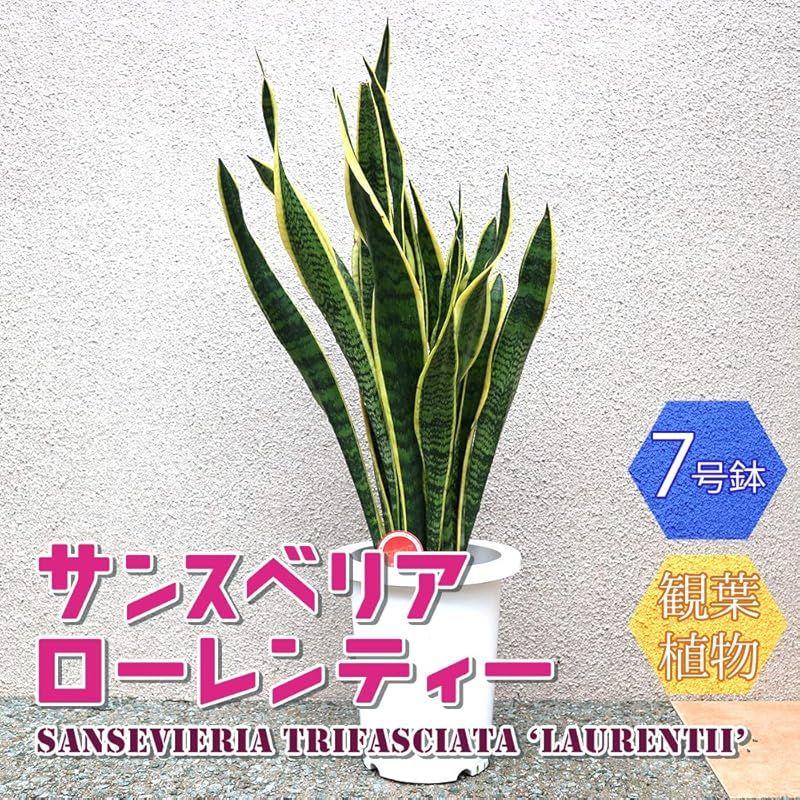 ITANSE サンスベリア ローレンティー 観葉植物 中型 7号プラスチック鉢 品種で選べる観葉植物 リビングやオフィス向きサイズ 1個 リュウゼツラン科サンセベリア属 流通名 サンスベリア センセベリア トラノオ 原生地 熱帯アフリカ