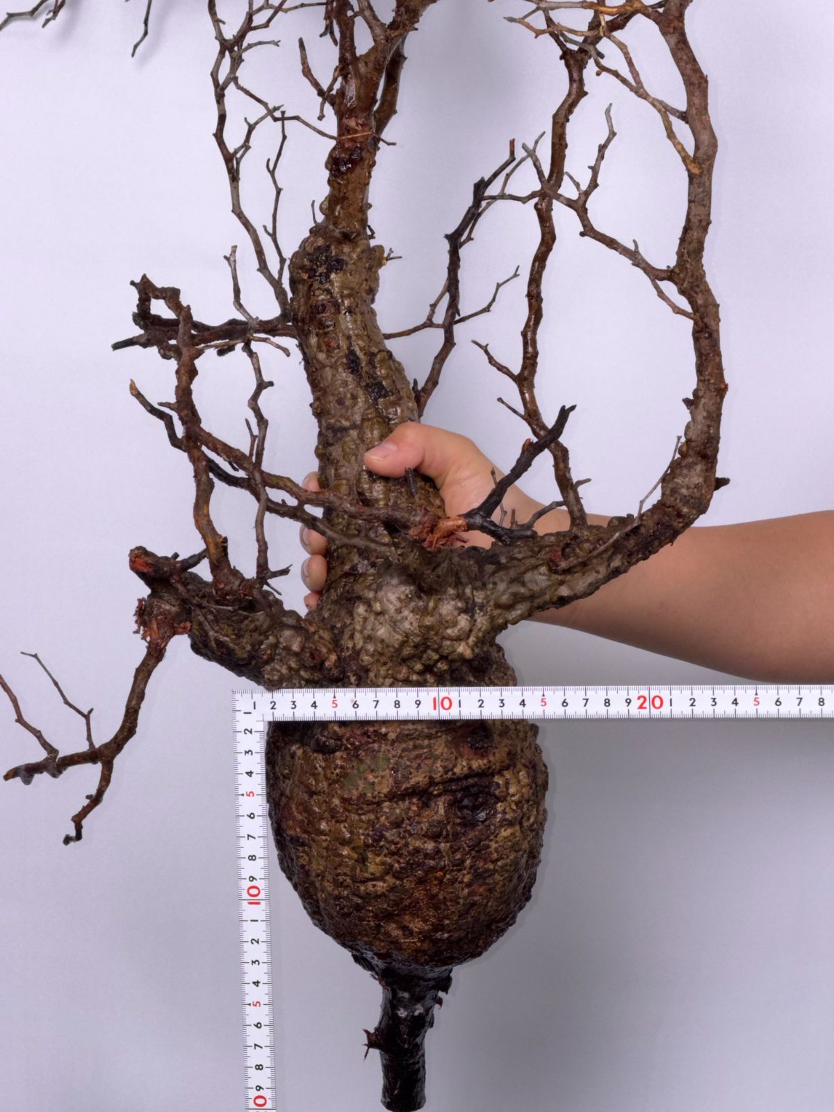 A1 【Maison de Madagascar】オペルクリカリア・パキプス ベアルート株