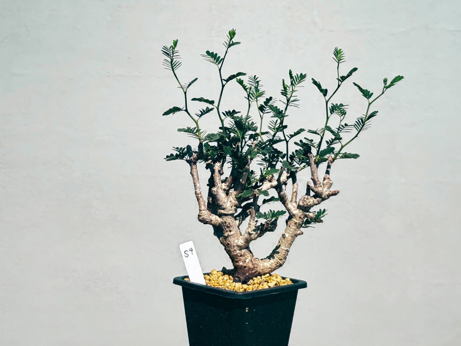 ☆Ns☆ センナ メリディオナリス 1 ケ2080 「実生株」センナ メリ