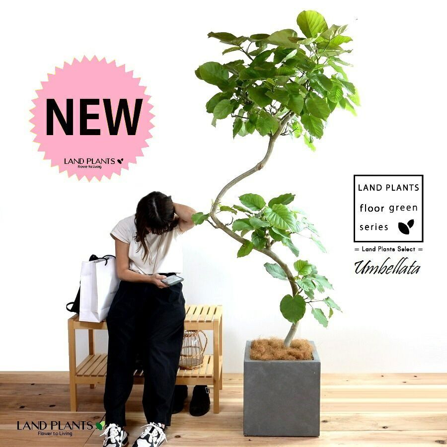 BOTANAIZE × Scott Chan 限定 スコットチャン ボタナイズ