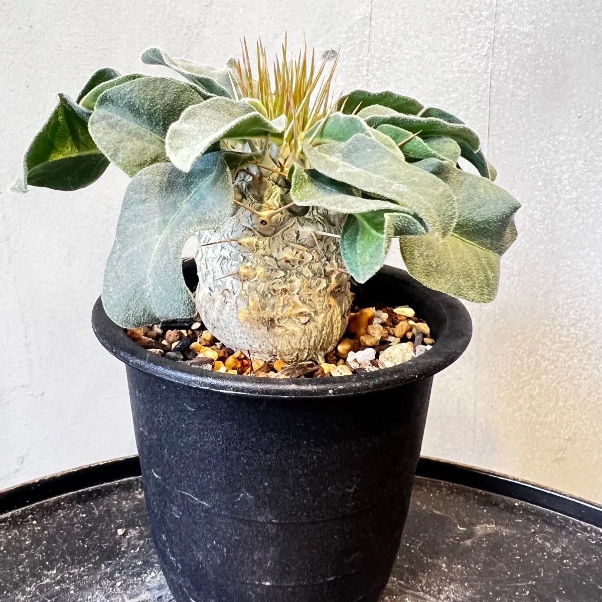 メルカリ便　鉢ごと　ナマクアナム　光堂　実生 パキポディウム パキポディウム 光堂 パキポディウム ナマクアナム 実生 - メルカリ