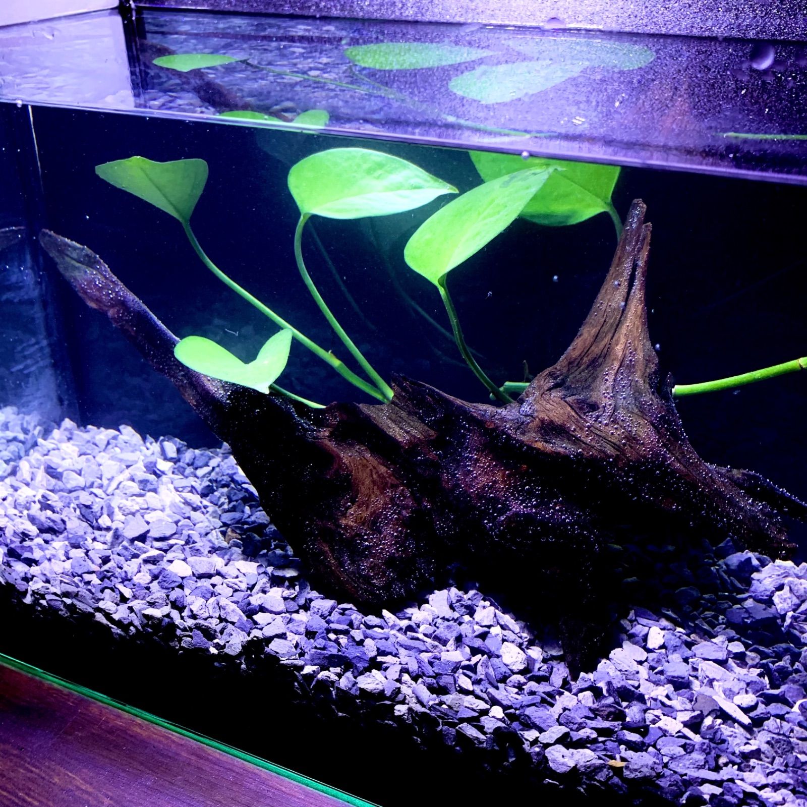 メダカ水槽10Lサイズ×6個底ろ過式砂は付いていません