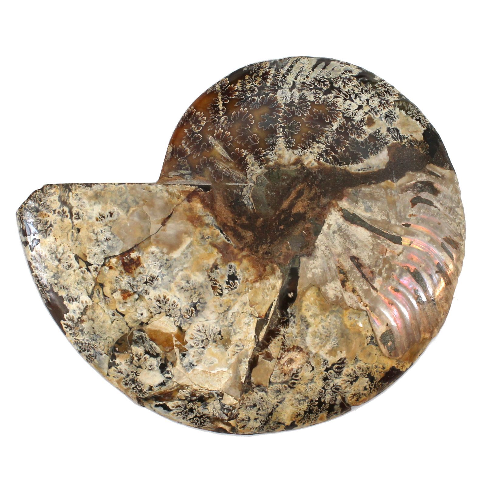 スライスアンモナイト 化石