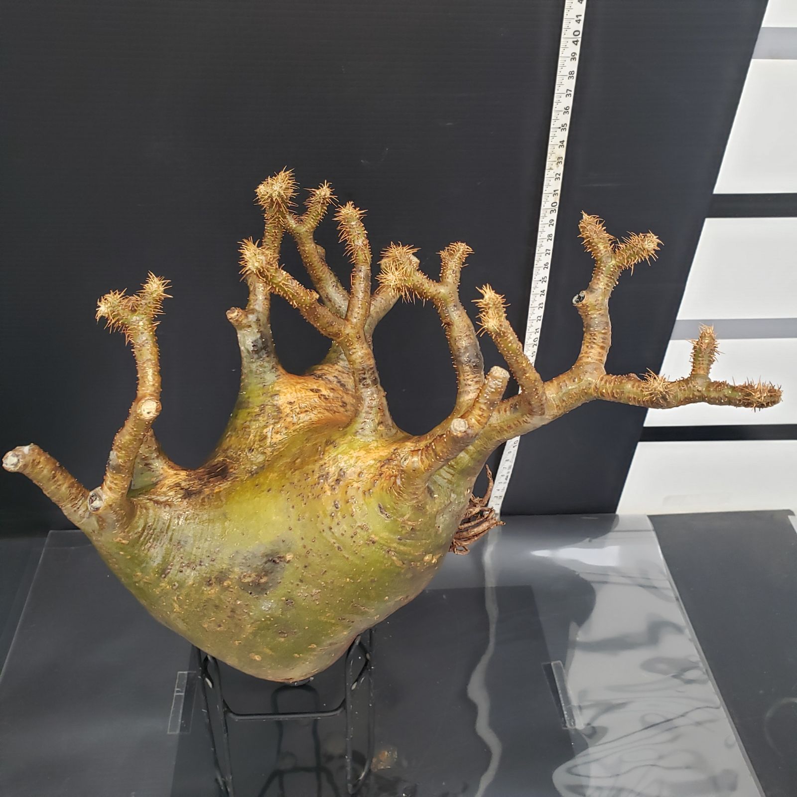 B052【最新到着】Pachypodium グラキリス（ML）（現地球・抜き苗