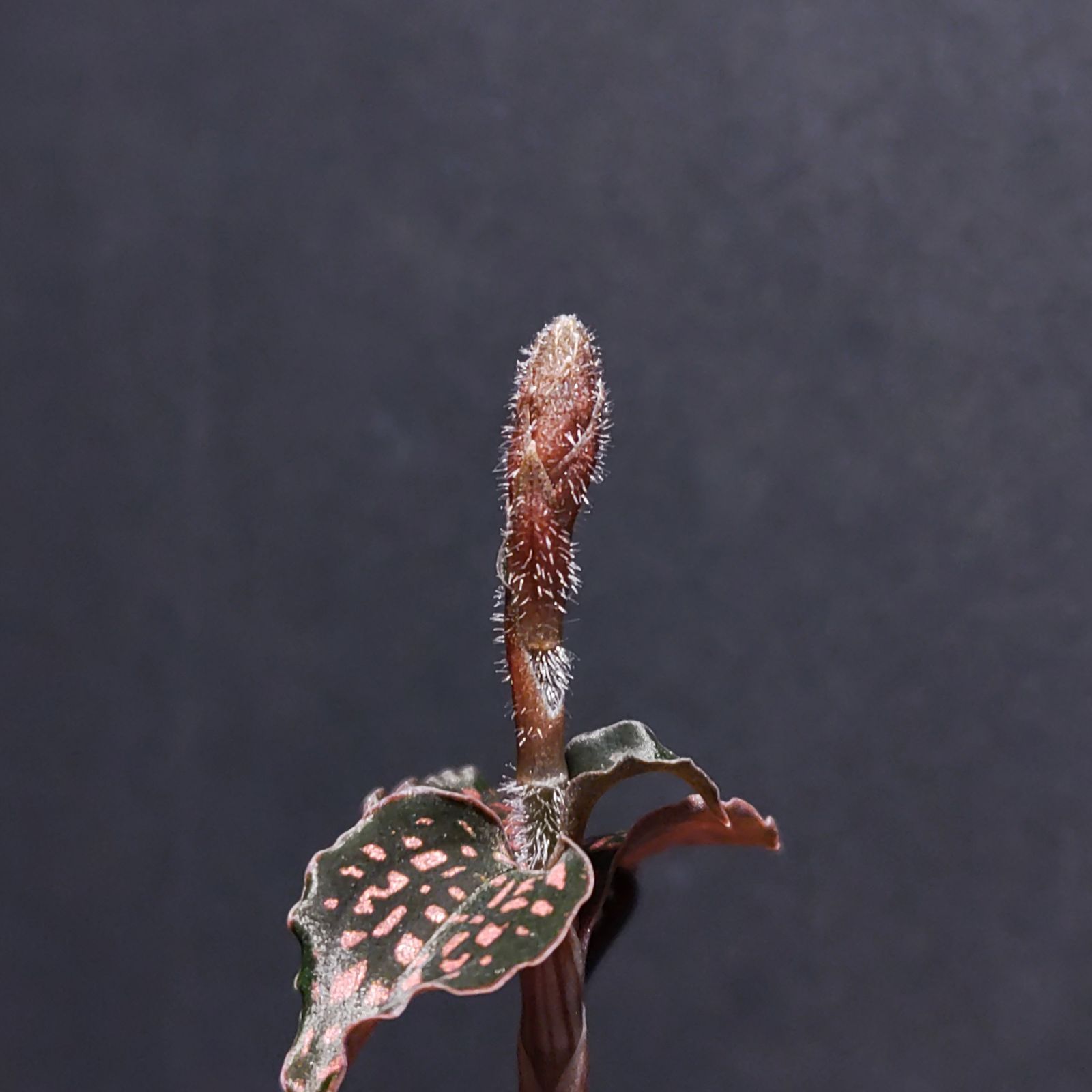 極上 花芽付き ミクロキルス トリダックス （赤スポット