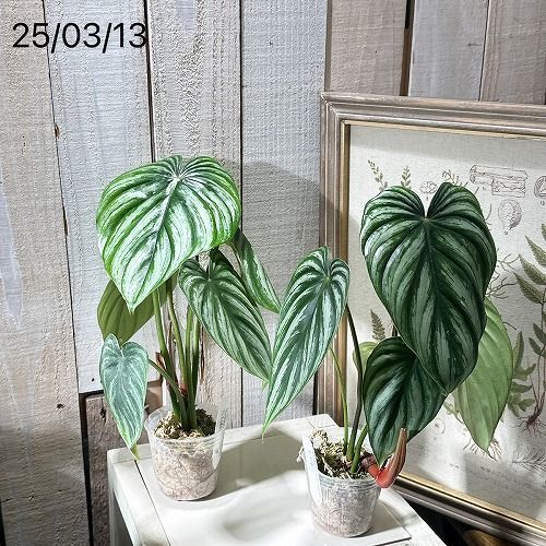 観葉植物 フィロデンドロン プロウマニー ウォーターメロン 2.5 観葉植物 フィロデンドロン プロウマニー ウォーターメロン 2.5