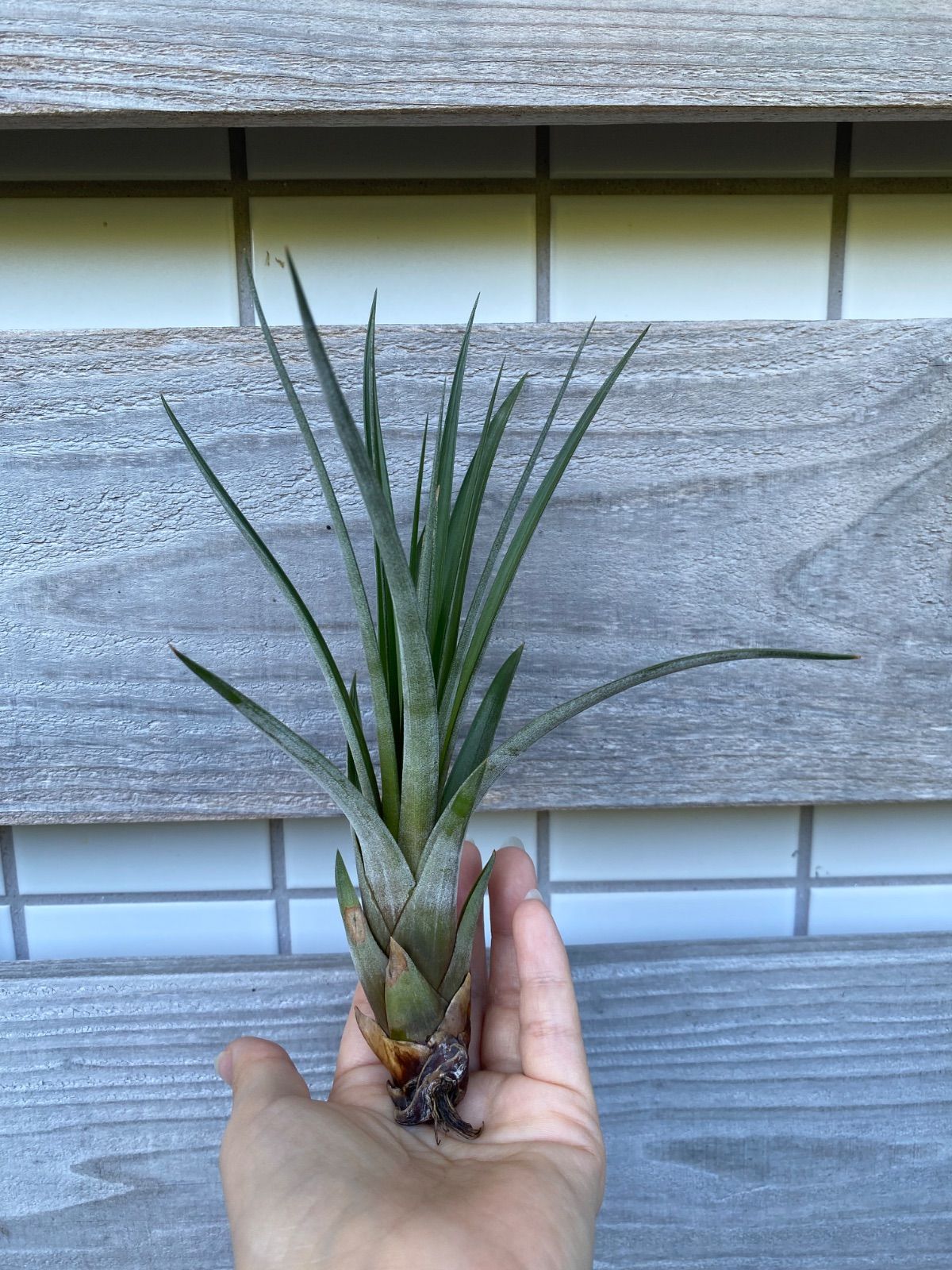 Tillandsia magnispica