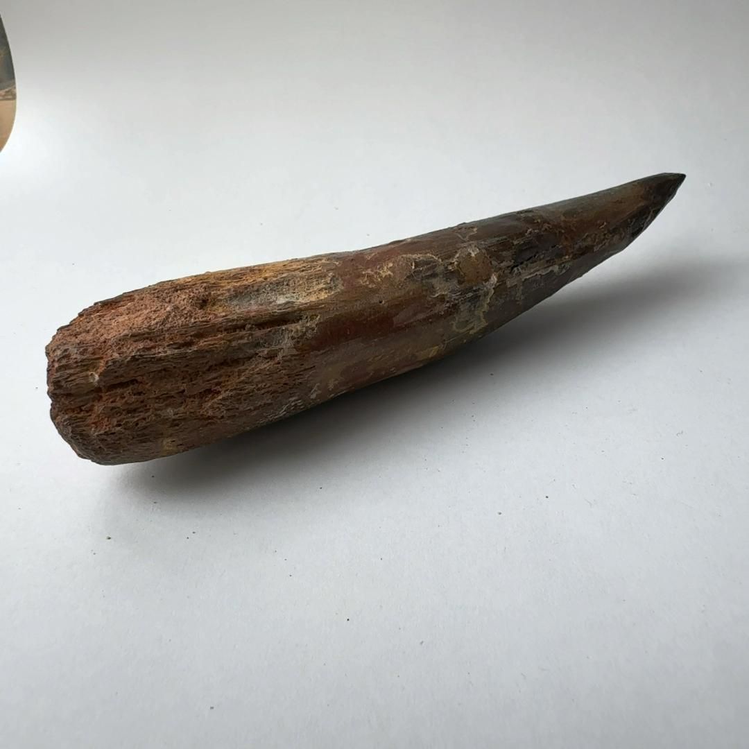 スピノサウルス　本物　化石　歯　標本 E24840】本物 特大 スピノサウルスの歯化石 スピノサウルス 歯