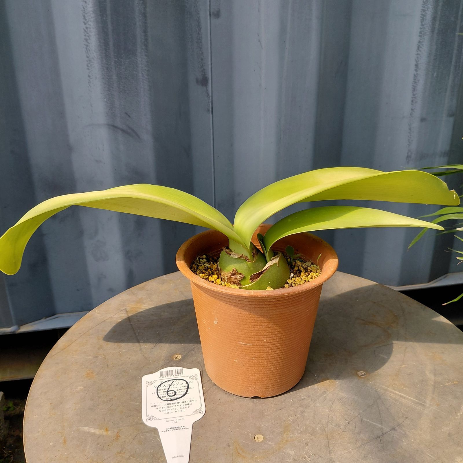 送料無料】マユハケオモト ピンク A ①現品 // マユハケオモト