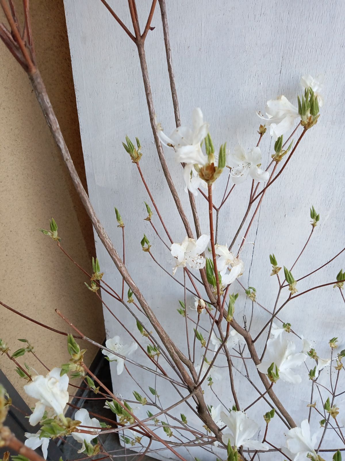 ミツバツツジツツジ白花