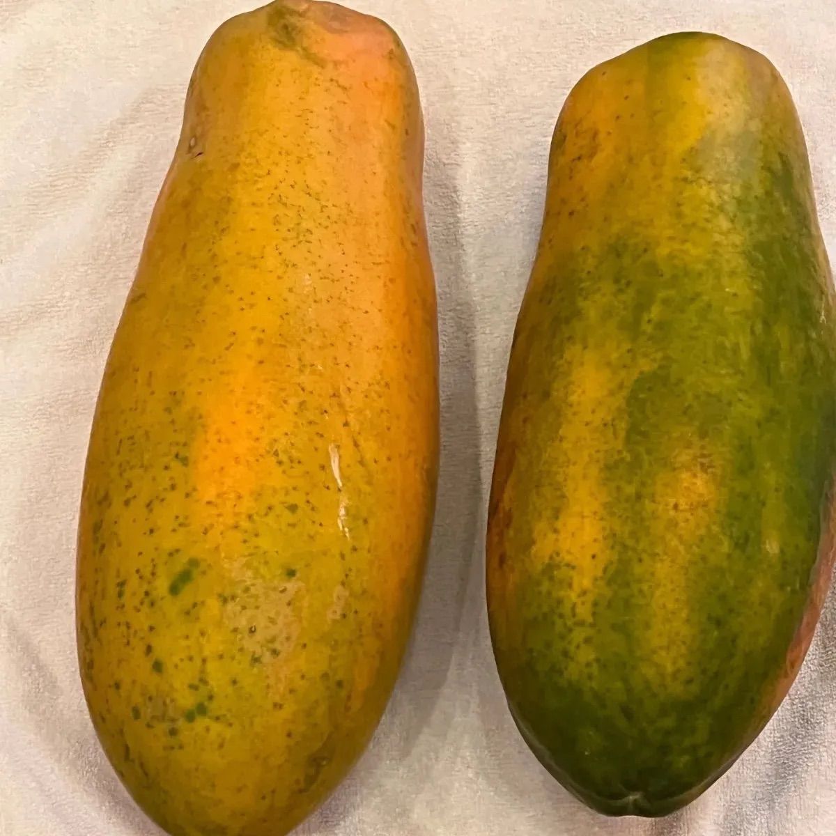 沖繩産フルーツパパイヤ フルーツパパイヤ 約1kg (1〜2玉入り) 【石垣サンゴ】沖縄県産 : 沖縄