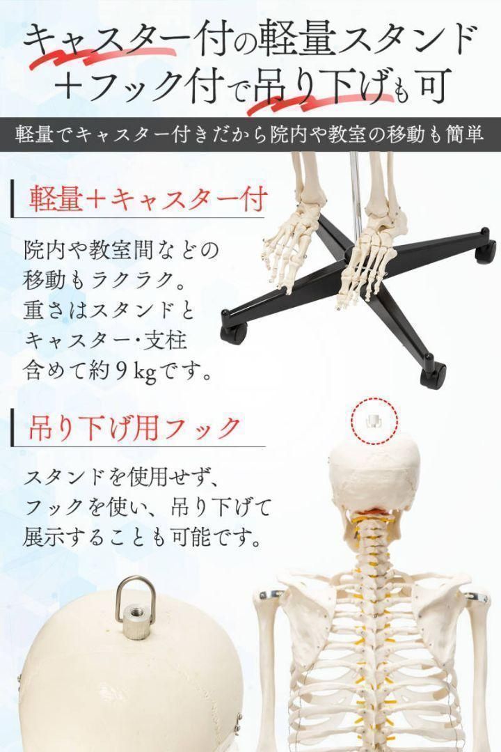 等身大人体模型 クーポン実施中 170cm 神経根有り 全身骨格模型 骨格標本