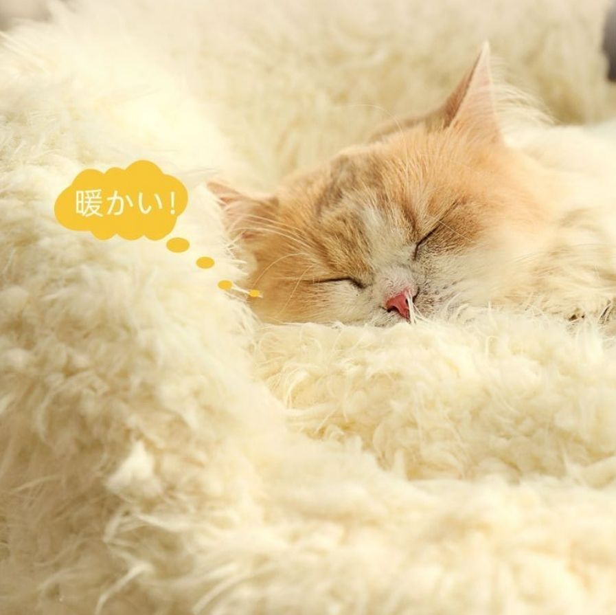 キャット