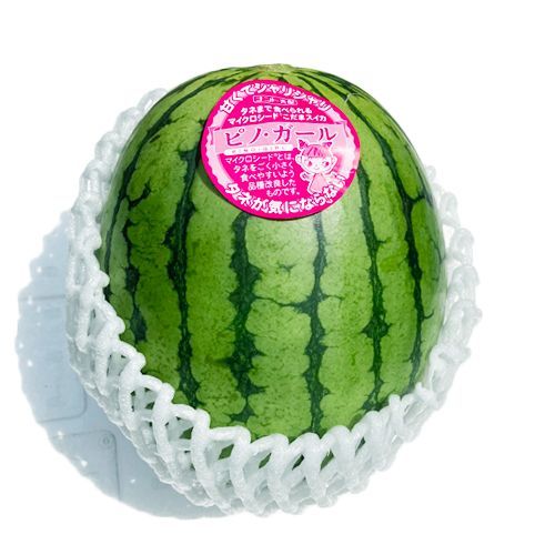 ピノガール 3〜6玉入り 九州産 マツコの知らない世界でも紹介され