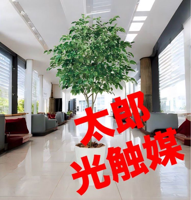 光触媒 人工観葉植物 ウォールグリーン フェイクグリーン ベンジャミンワイド200FST