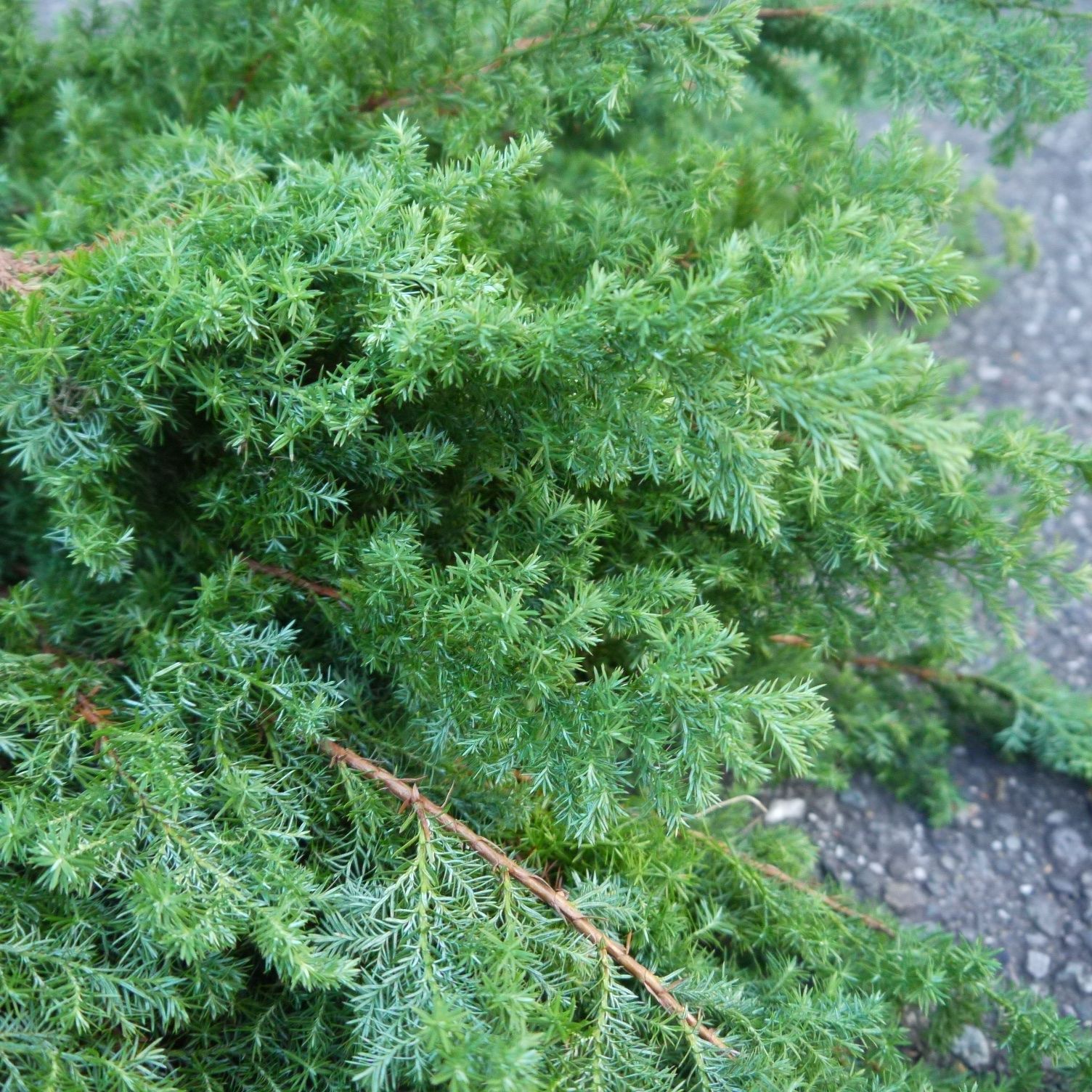 ヒムロスギ 40-60cm 25本 フレッシュ ヒムロ杉 薩摩杉 宅急便送料込み