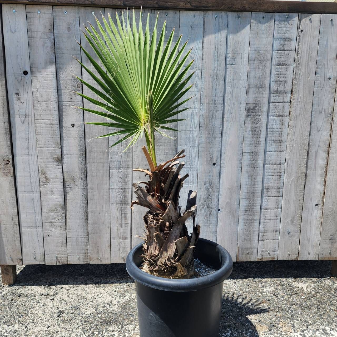 幹立ち フィロデンドロン セローム ゴールドリーフ　ファイバー鉢 お皿付き 幹立ち フィロデンドロン セローム ファイバー鉢 お皿付き