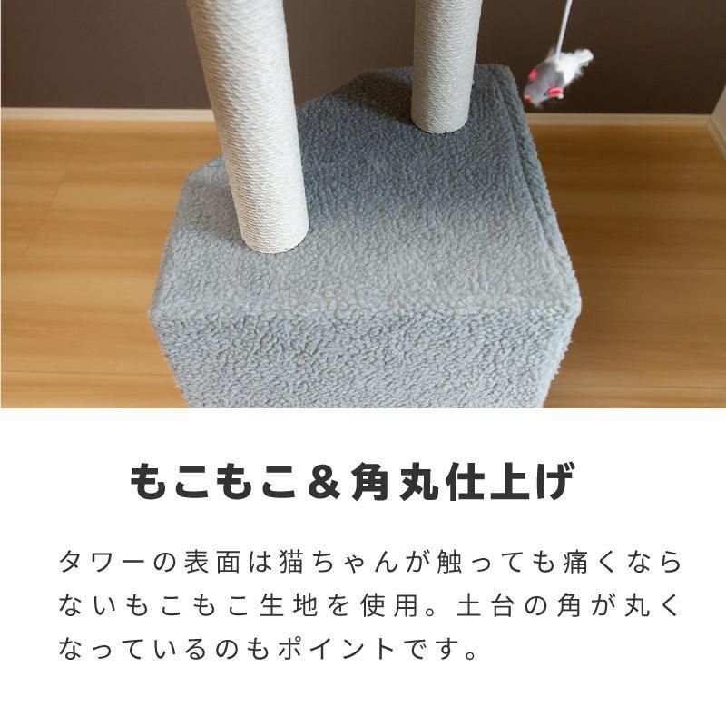 仔猫