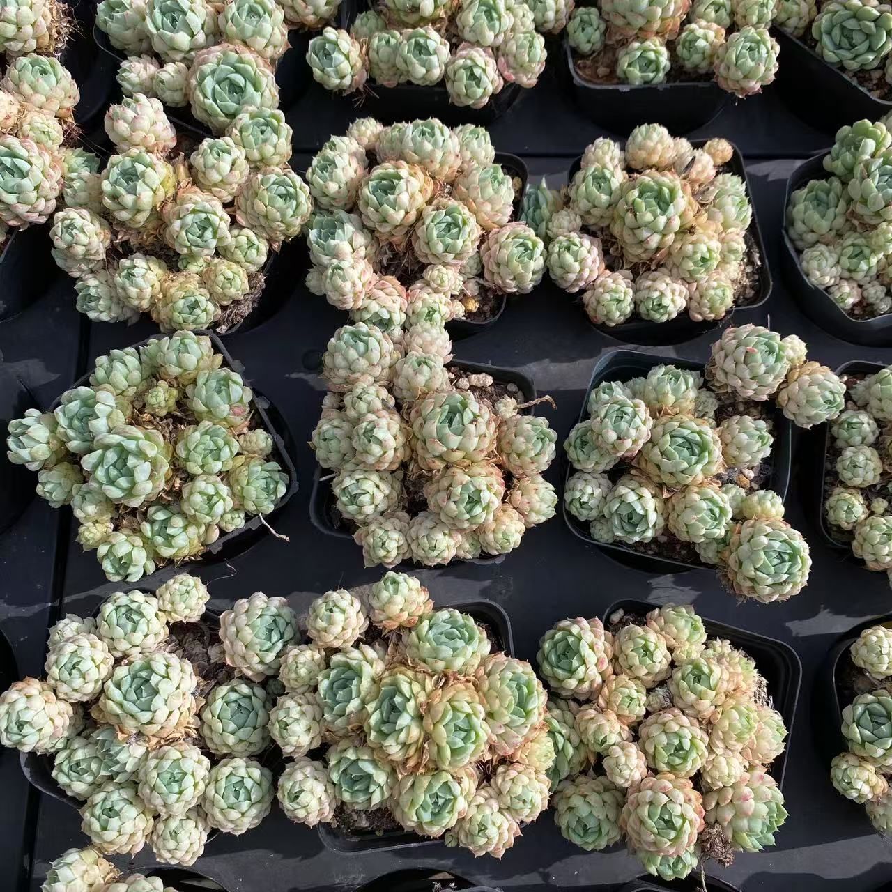 羊脂