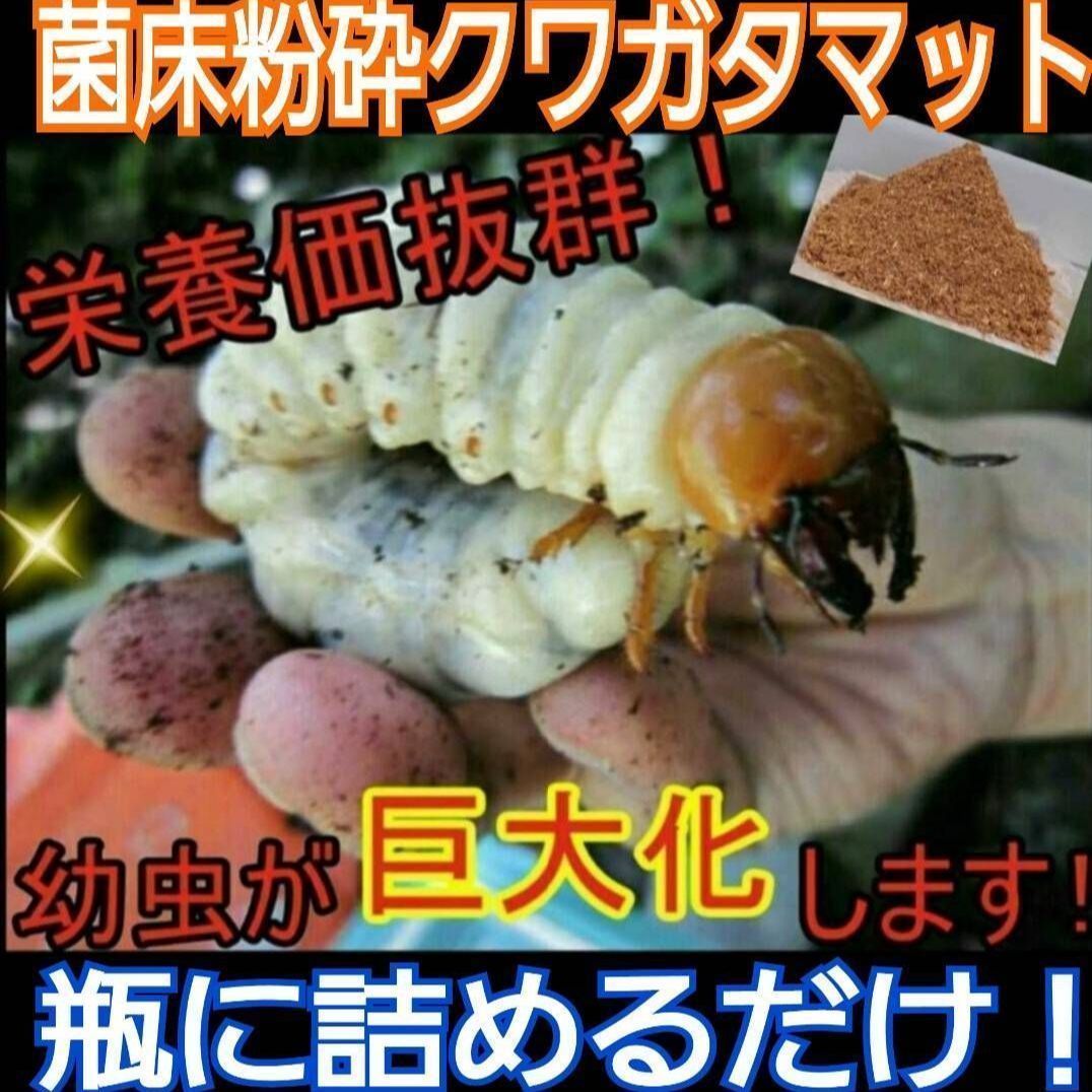 クワガタ幼虫が大きくなる！【改良版】ヒマラヤひらたけ菌床粉砕マット