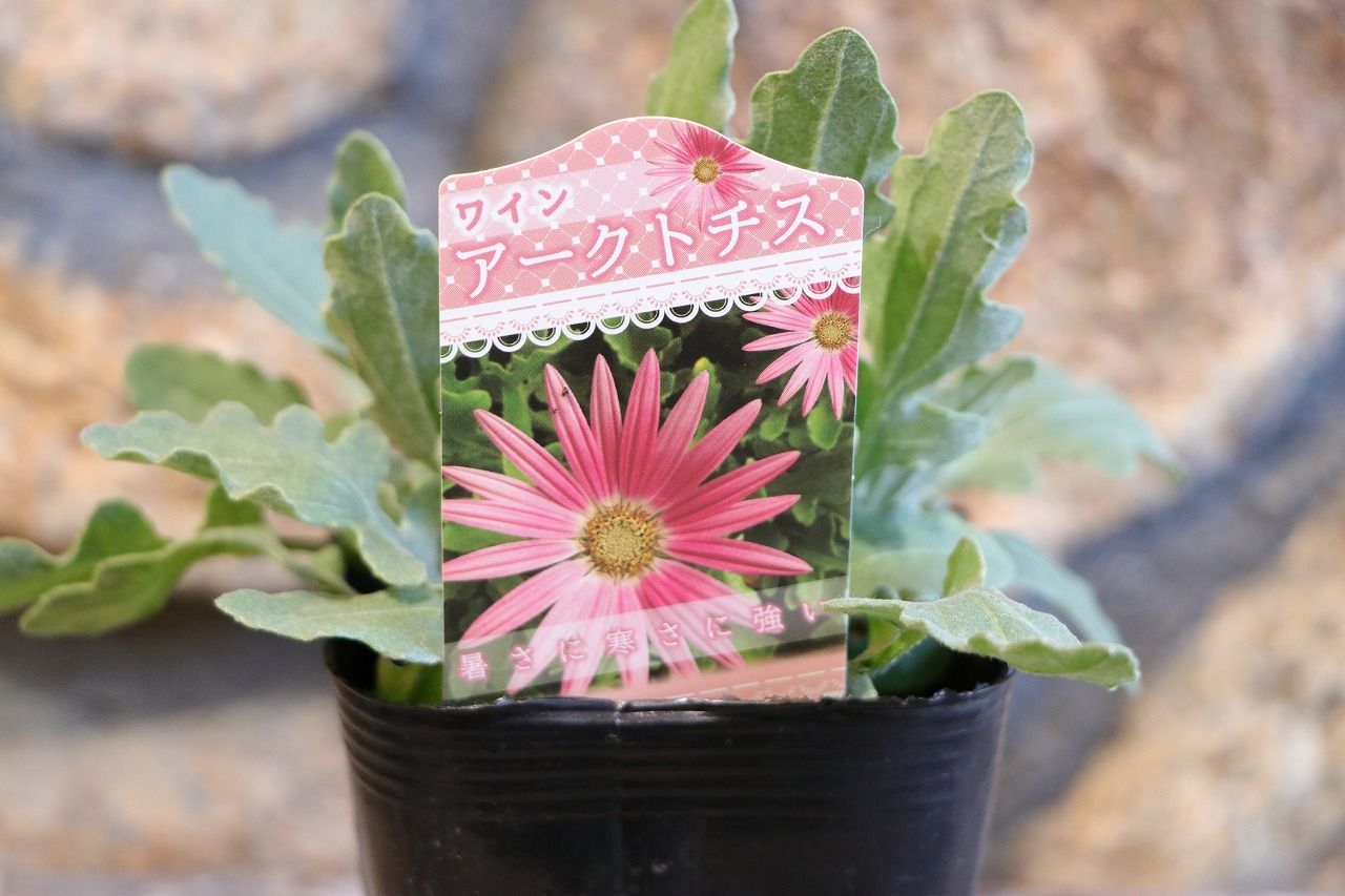 アークトチス ワイン 3〜3.5号ポット苗 【1株販売】 寄せ植え 花壇 鉢植え お洒落 可愛い 春の花 夏の花 秋の花 冬の花 花 苗 初心者  カラーリーフ - メルカリ