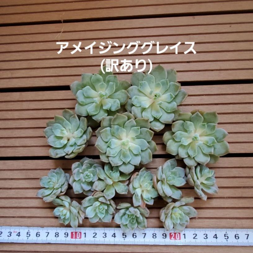 多肉植物『アメイジンググレイス(訳あり)』セット 葉挿し用に - メルカリ