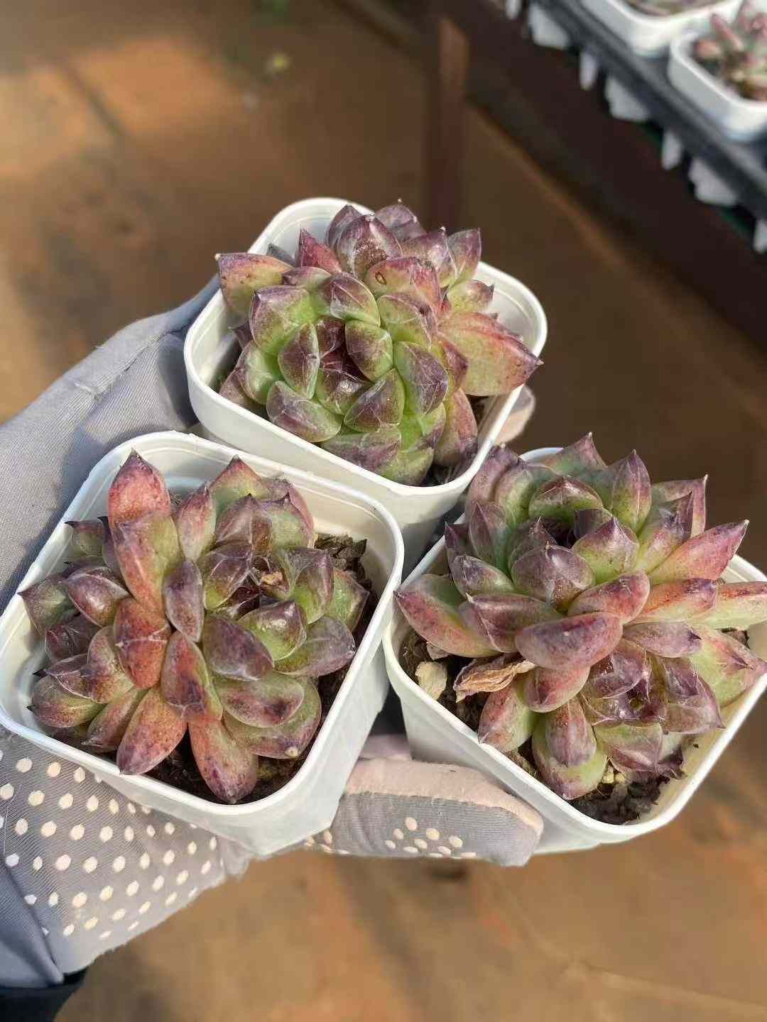 新発売 C6046 ホワイトハス 105苗セット 土と根付き 多肉植物