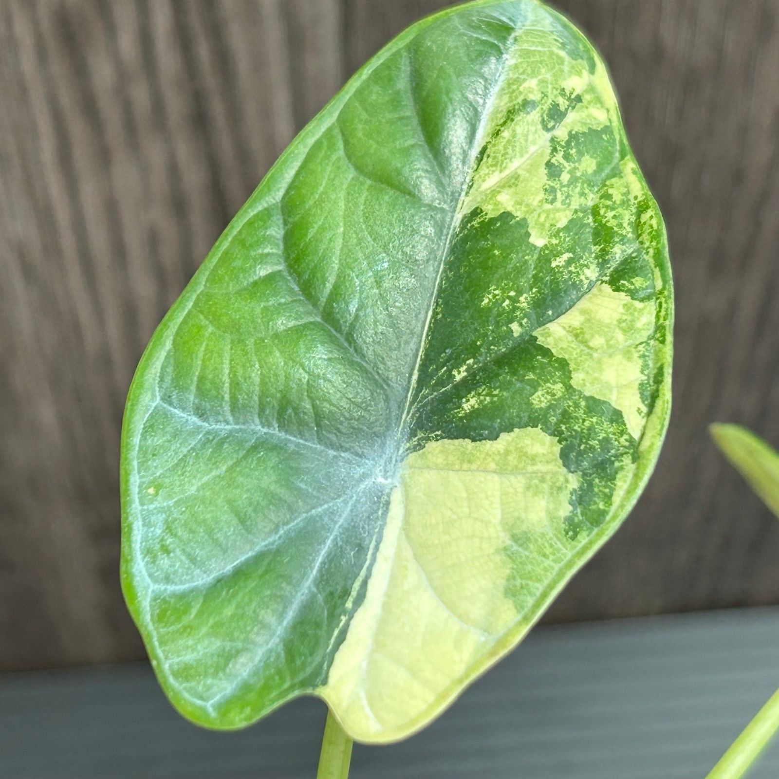 Alocasia Dragon scare Variegata アロカシア 【公式通販】