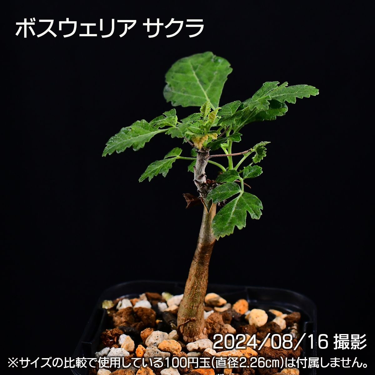 ボスウェリア サクラ 本日入荷 ボスウェリア サクラ 実生 Boswellia sacra 少し育った