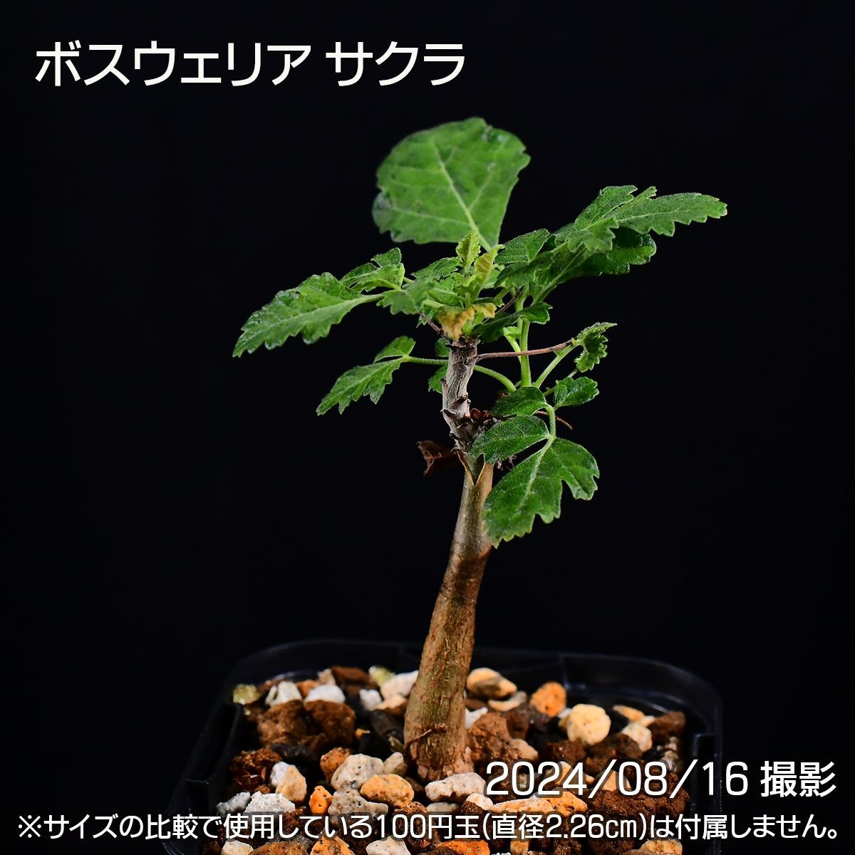 3E9 実生 ボスウェリア サクラ コーデックス 塊根植物 ボスウェリアサクラ - メルカリ